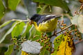 Lesser Goldfinch Spinus psaltria colombiana