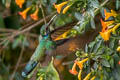 Lesser Violetear Colibri cyanotus cyanotus