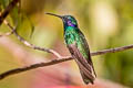 Lesser Violetear Colibri cyanotus cyanotus