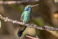 Lesser Violetear Colibri cyanotus cyanotus