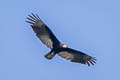 Lesser Yellow-headed Vulture Cathartes burrovianus urubutinga