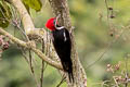 Lineated Woodpecker Dryocopus lineatus lineatus