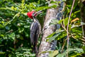 Lineated Woodpecker Dryocopus lineatus lineatus
