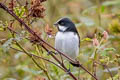 Lined Seedeater Sporophila lineola