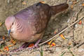 Lined Quail-Dove Zentrygon linearis