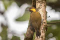 Lita Woodpecker Piculus litae