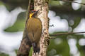 Lita Woodpecker Piculus litae