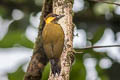 Lita Woodpecker Piculus litae