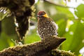 Lita Woodpecker Piculus litae