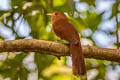 Little Cuckoo Coccycua minuta minuta