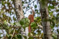 Long-billed Woodcreeper Nasica longirostris