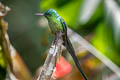 Long-tailed Sylph Aglaiocercus kingii emmae