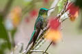 Long-tailed Sylph Aglaiocercus kingii emmae