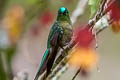 Long-tailed Sylph Aglaiocercus kingii emmae