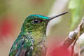 Long-tailed Sylph Aglaiocercus kingii emmae