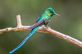 Long-tailed Sylph Aglaiocercus kingii emmae