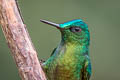 Long-tailed Sylph Aglaiocercus kingii emmae