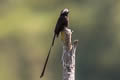 Long-tailed Tyrant Colonia colonus fuscicapillus