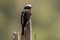 Long-tailed Tyrant Colonia colonus fuscicapillus