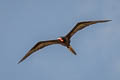 Brown Pelican Pelecanus occidentalis carolinensis