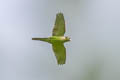 Maroon-tailed Parakeet Pyrrhura melanura chapmani 