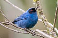 Masked Flowerpiercer Diglossa cyanea cyanea