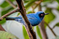 Masked Flowerpiercer Diglossa cyanea cyanea