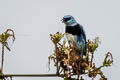 Masked Tanager Stilpnia nigrocincta