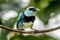 Masked Tanager Stilpnia nigrocincta