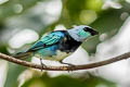 Masked Tanager Stilpnia nigrocincta