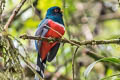 Masked Trogon Trogon personatus temperatus