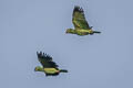 Mealy Amazon Amazona farinosa farinosa