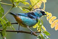 Metallic-green Tanager Tangara labradorides labradorides