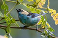 Metallic-green Tanager Tangara labradorides labradorides