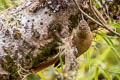 Montane Woodcreeper Lepidocolaptes lacrymiger sanctaemartae