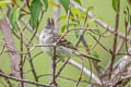 Mountain Elaenia Elaenia frantzii pudica