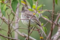 Mountain Elaenia Elaenia frantzii pudica