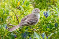 Mountain Elaenia Elaenia frantzii browni 