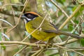 Moustached Brushfinch Atlapetes albofrenatus albofrenatus