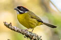 Moustached Brushfinch Atlapetes albofrenatus albofrenatus