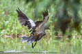 Muscovy Duck Cairina moschata