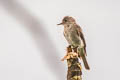 Northern Tropical Pewee Contopus bogotensis bogotensis