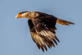 Northern Crested Caracara Caracara plancus cheriway