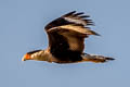 Northern Crested Caracara Caracara plancus cheriway