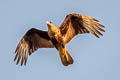 Northern Crested Caracara Caracara plancus cheriway