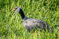 Northern Screamer Chauna chavaria