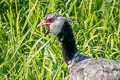 Northern Screamer Chauna chavaria