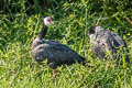 Northern Screamer Chauna chavaria