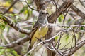 Northern Scrub Flycatcher Sublegatus arenarum atrirostris