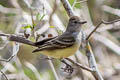 Northern Scrub Flycatcher Sublegatus arenarum atrirostris